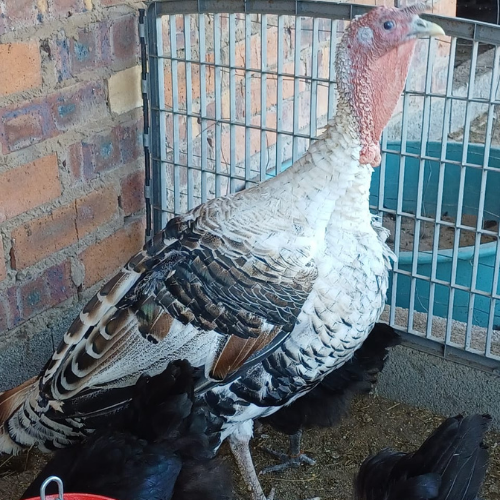 Lot 71 Apr 24