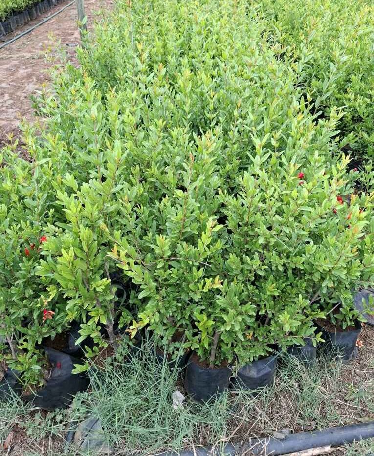 Lot 80 Jan 25