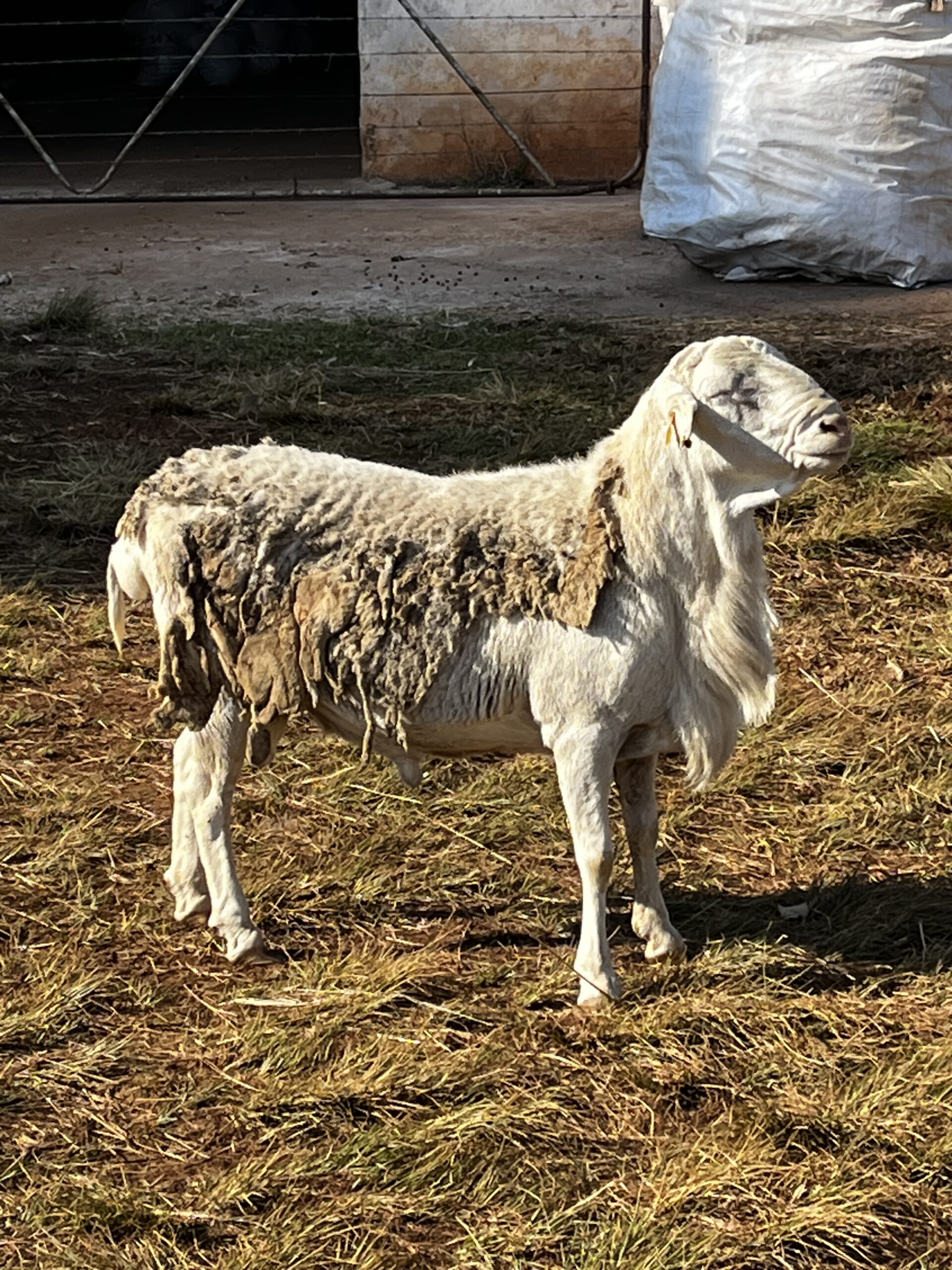 Van Rooy Ram