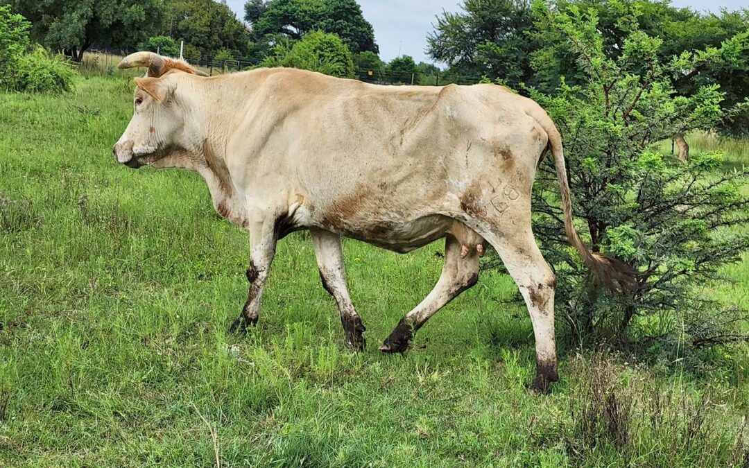 Lot 37 Apr 23