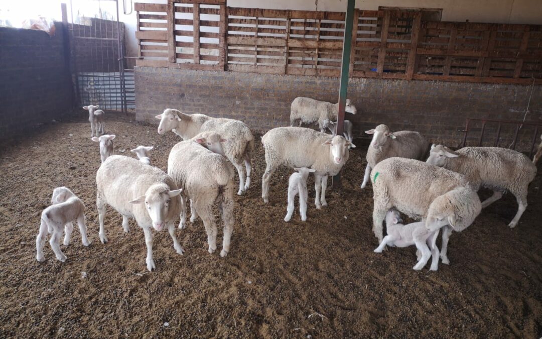 Lot 36 Jun 23