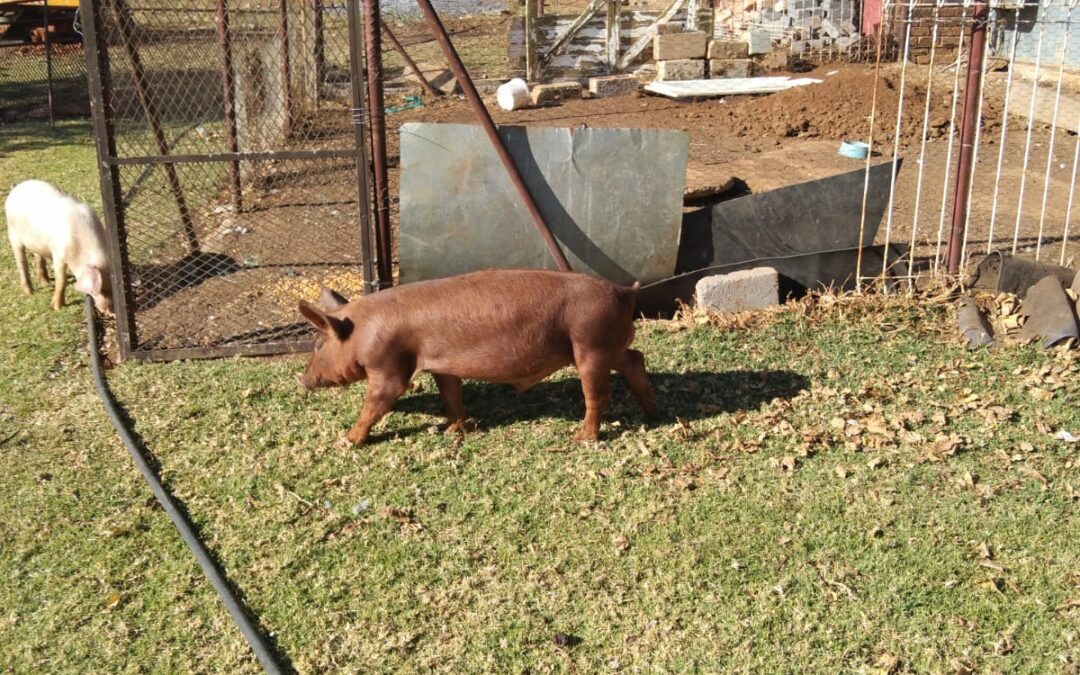 Lot 98 Jun 23