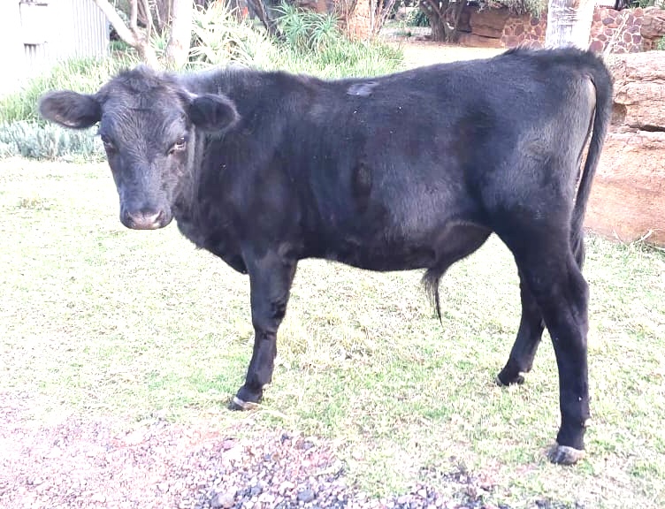 Lot 15 Jun 23