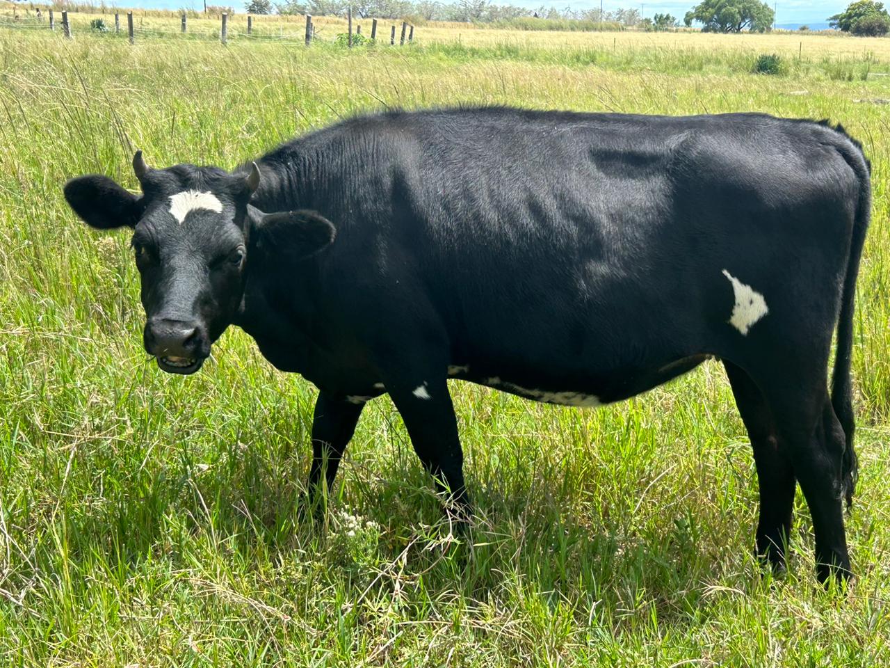 Lot 16 Jun 23