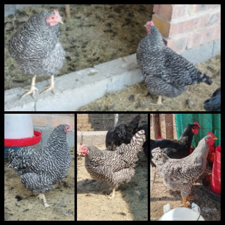 Lot 38 Sept 23