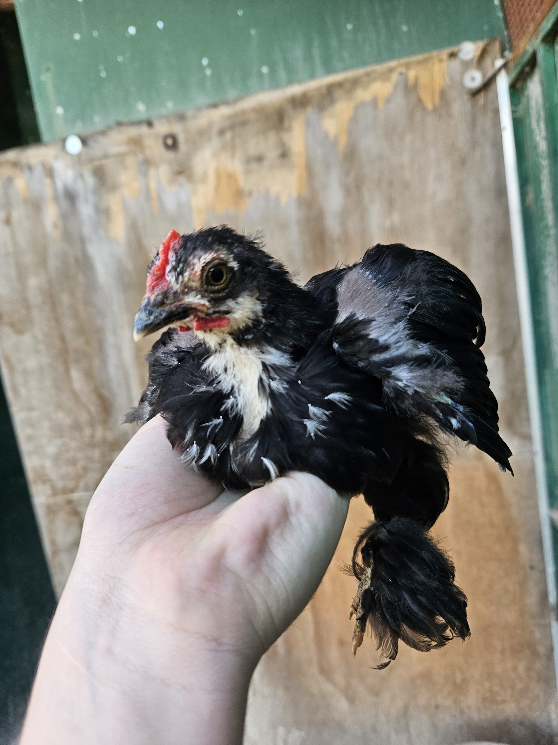 Lot 129 Nov 23