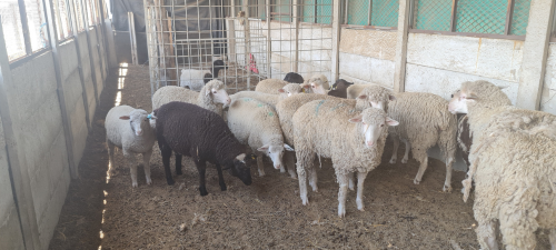 Lot 111 Nov 23