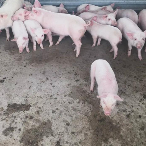 Lot 58 Jan 24