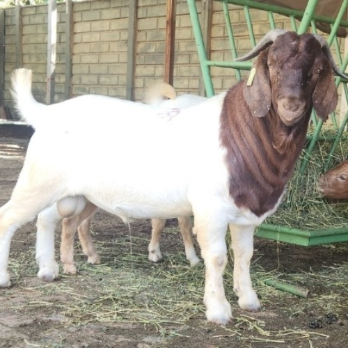 Lot 66 Jan 24