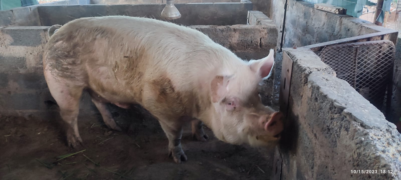 Lot 70 Jan 24