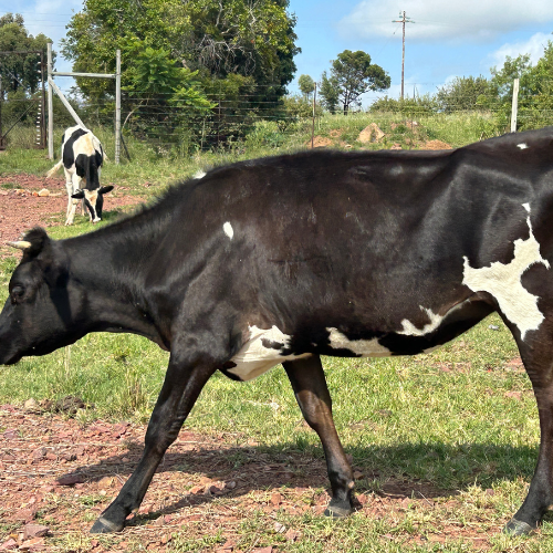 Lot 66 Feb 24