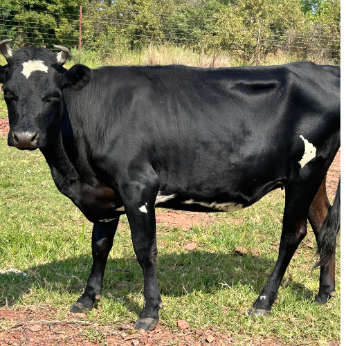 Lot 65 Feb 24