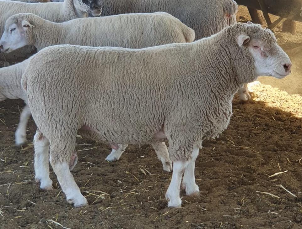 Lot 131 Feb 24
