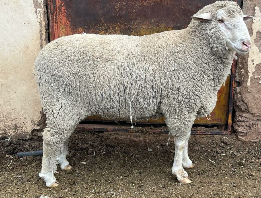 Lot 37 Mar 24