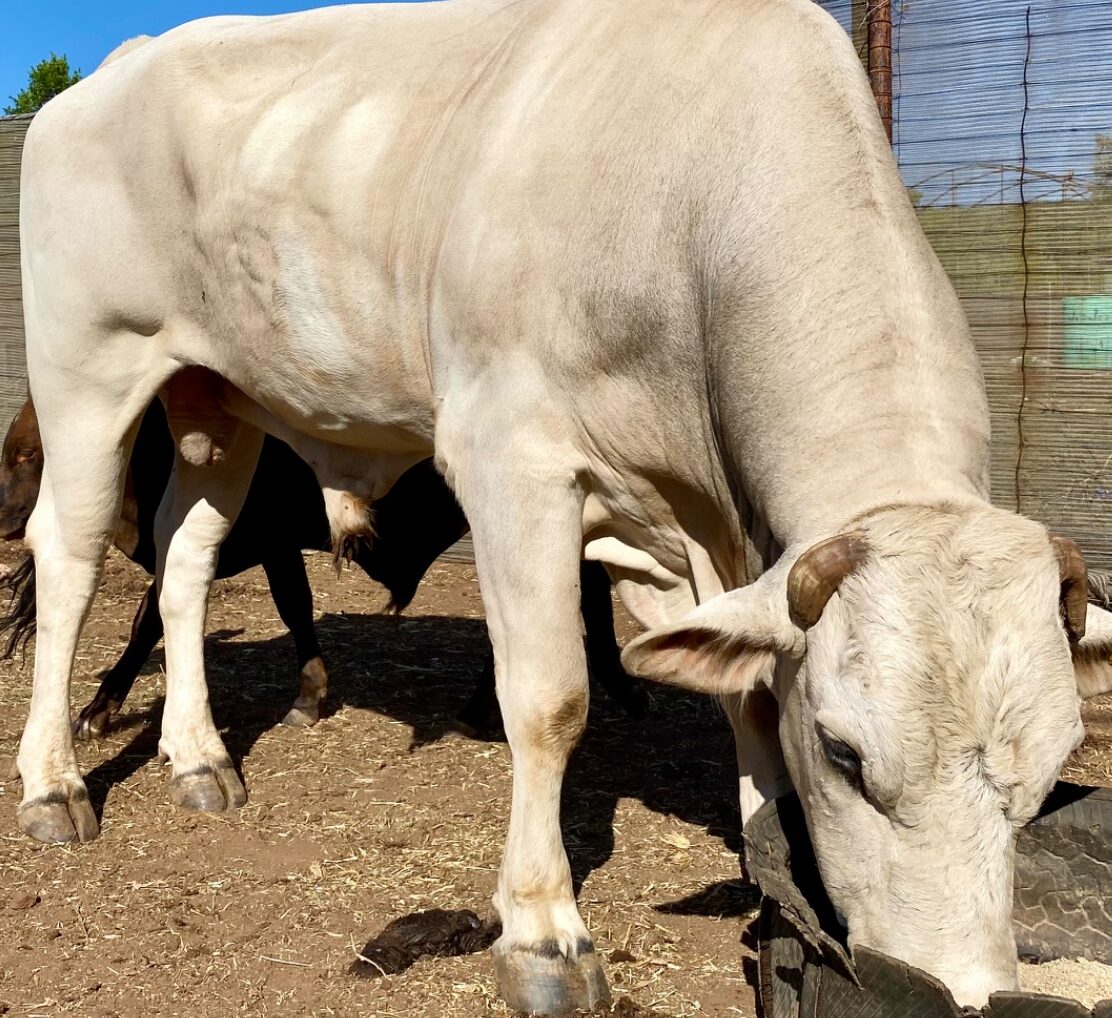 Lot 66 Mar 24