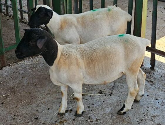 Lot 100 Mar 24