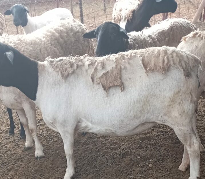 Lot 142 Mar 24