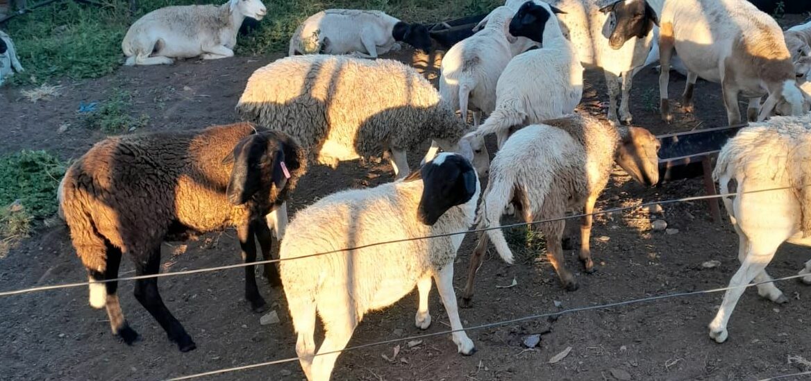 Lot 65 Mar 24