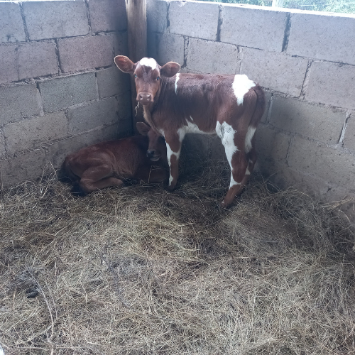 Lot 135 Apr 24
