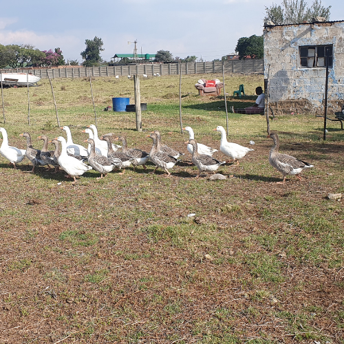 Lot 4 Apr 24