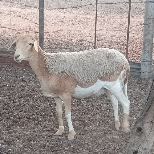 Lot 215 May 24