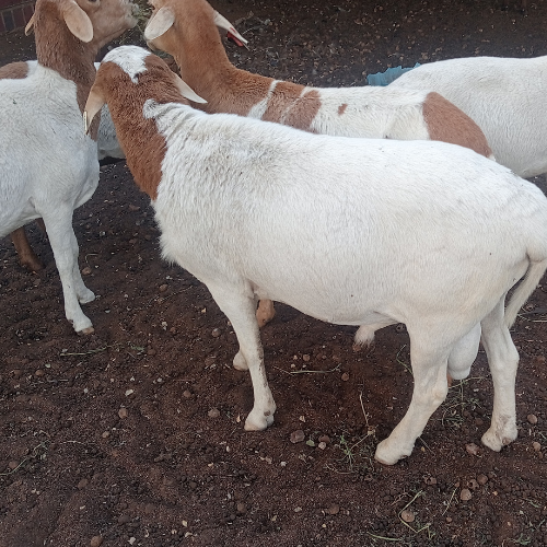 Lot 217 May 24