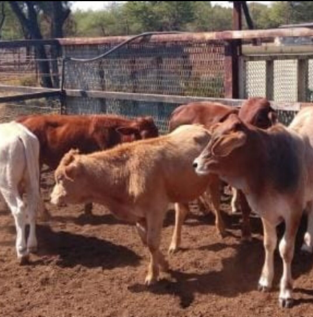 Lot 79 Jun 24