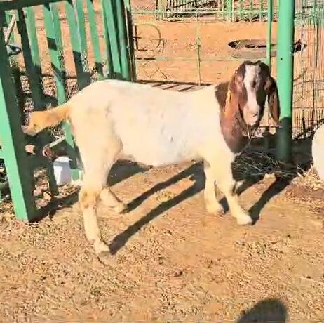 Lot 116 Jun 24