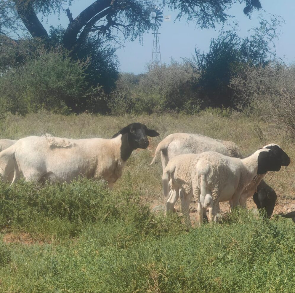 Lot 185 Jul 24