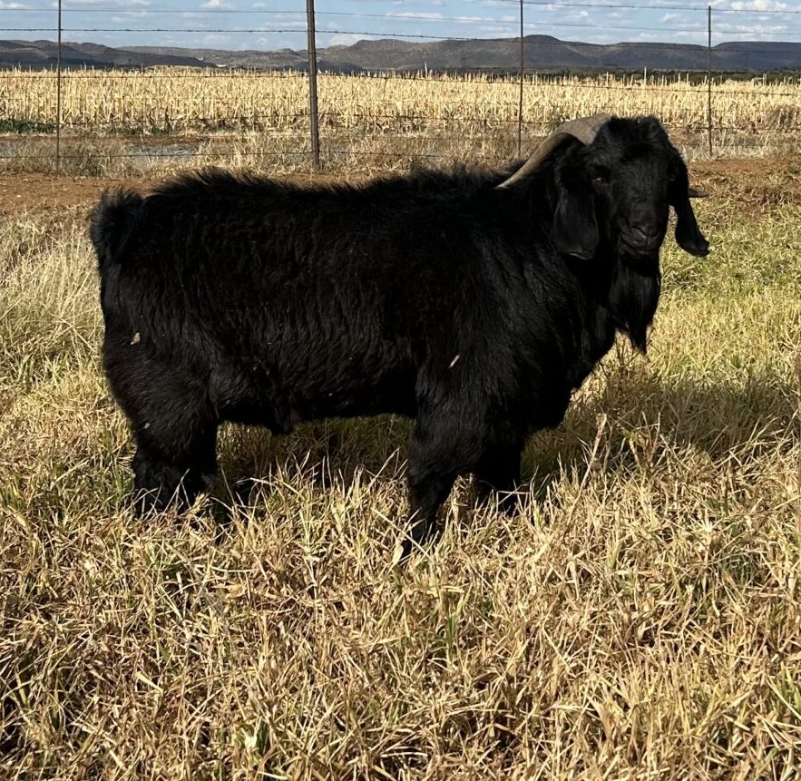 Lot 9 Jul 24