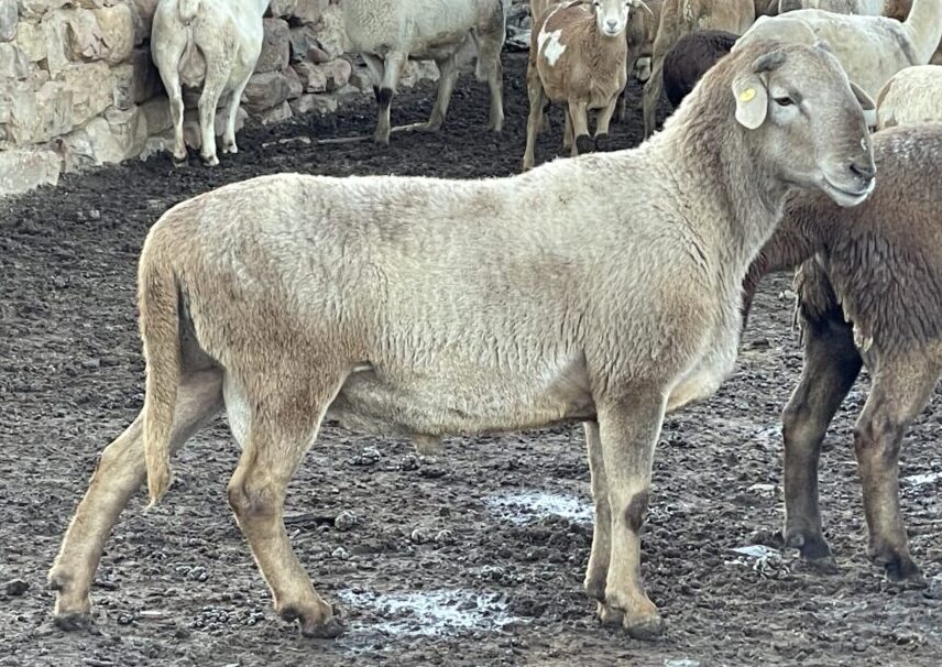 Lot 209 Aug 24