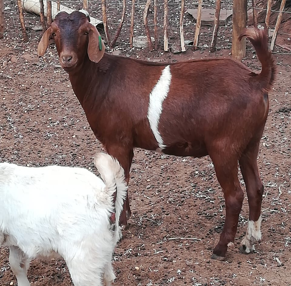 Lot 155 Sep 24