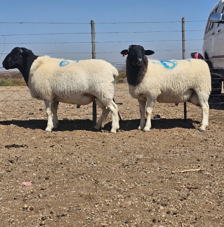 Lot 18 Oct 24