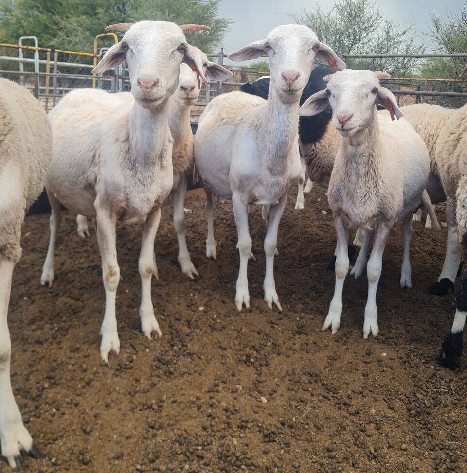 Lot 271 Jan 25