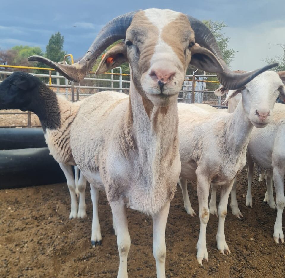 Lot 272 Jan 25