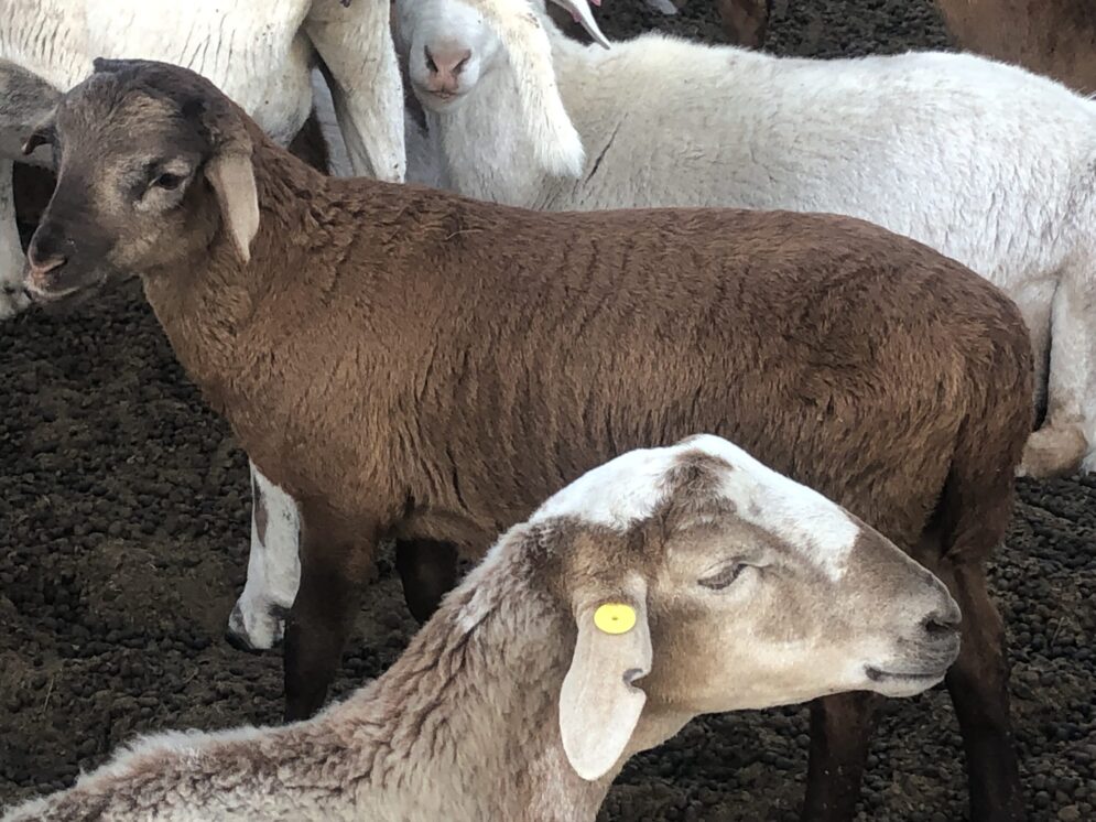 Lot 338 Feb 25