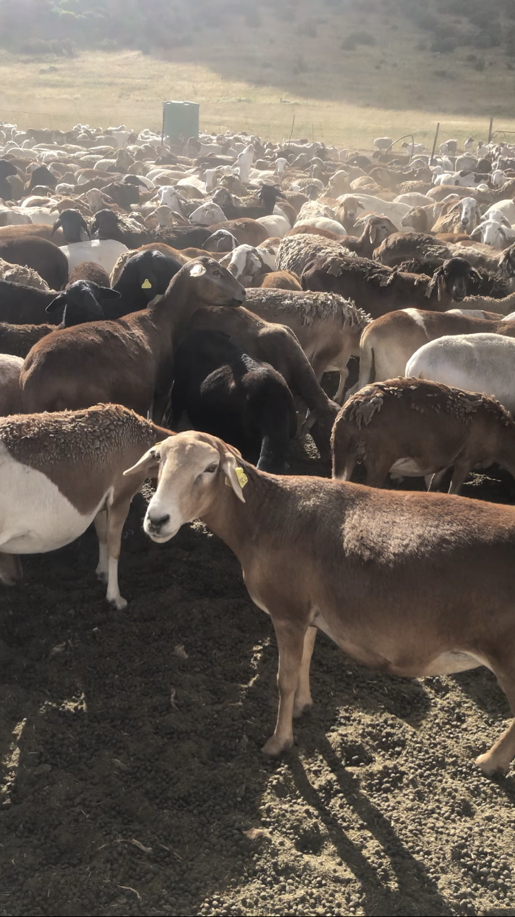 Lot 337 Feb 25