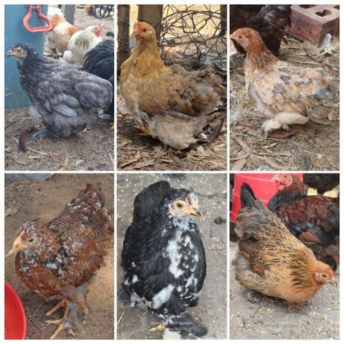 Lot 65 Mar 25