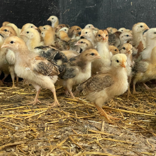 Lot 285 Mar 25