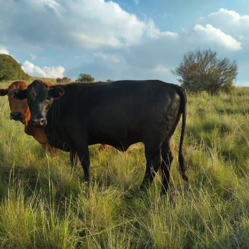 Lot 297 Mar 25
