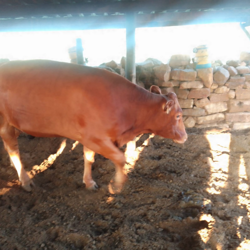 Lot 246 Mar 25