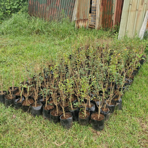 Lot 215 Apr 25