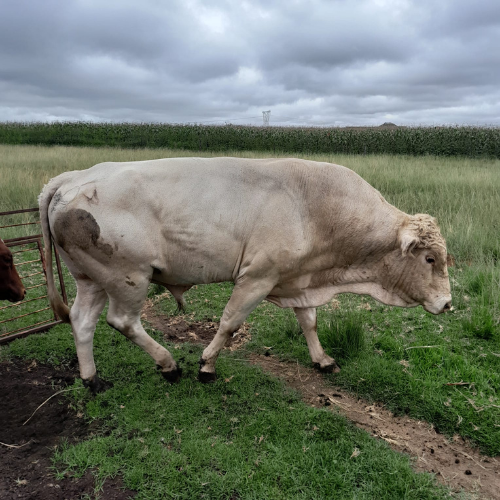Lot 77 Apr 25