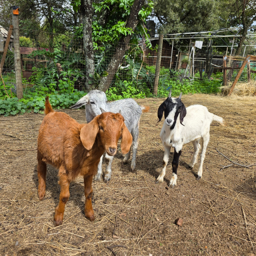 Lot 65 Apr 25