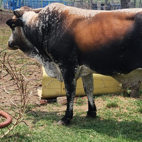 Lot 243 May 25