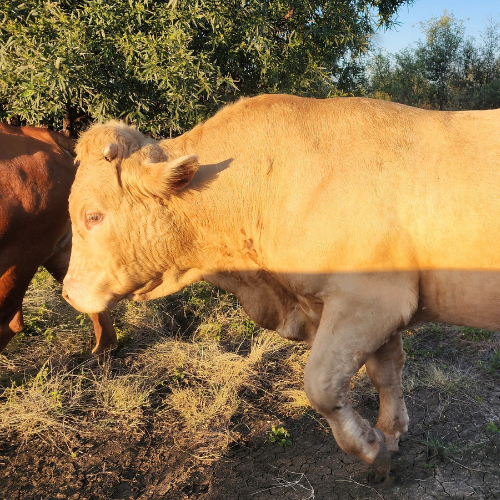 Lot 155 May 25