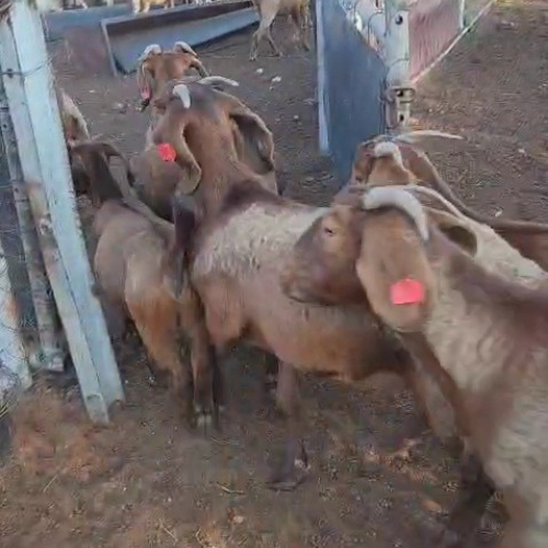 Lot 126 May 25