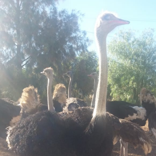 Lot 225 May 25