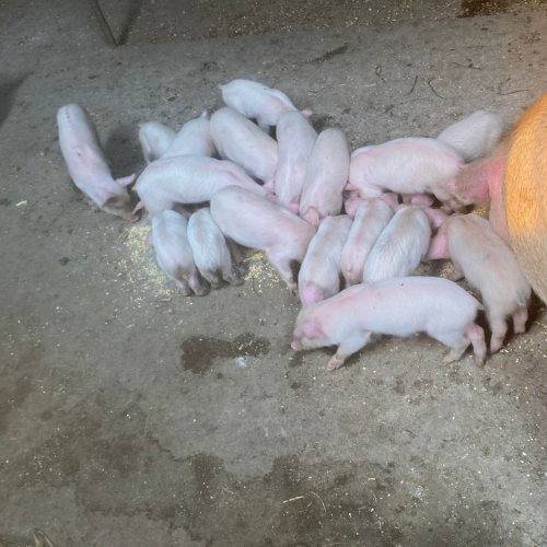 Lot 211 May 25
