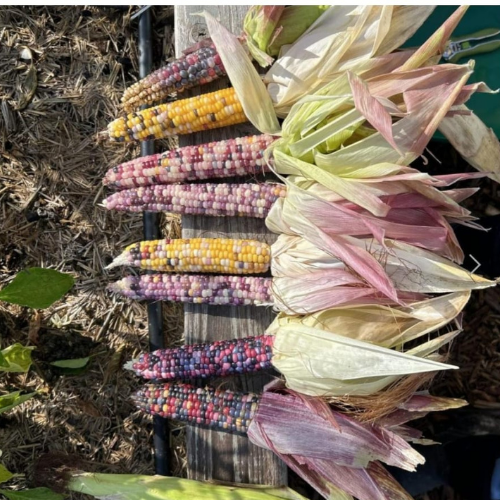 Lot 397 Sep 25